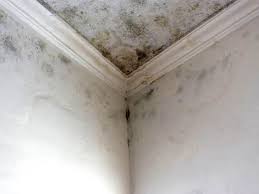 Best Black Mold Removal  in Waterloo, IA