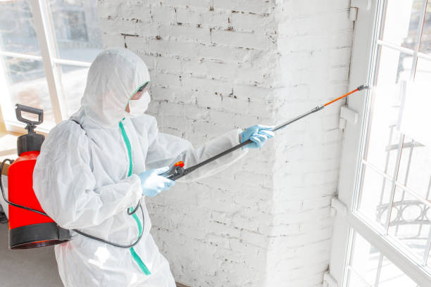 Best Mold Damage Restoration  in Waterloo, IA